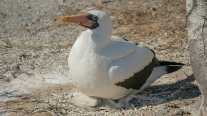 nazca booby nesting on the ground with chick at isla genovesa in the galapagos