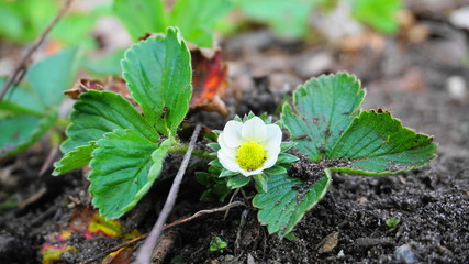 White strawberry flower with green leaves close up on soil background.