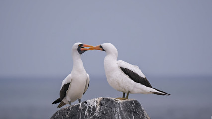 Obraz premium pair of preening nazca boobies on isla espanola