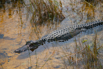 Florida alligator swimming  in the marshes