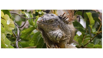 Iguana