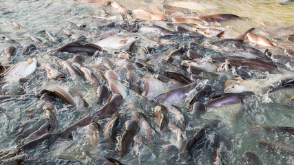 Fish is teeming in the water of the river 