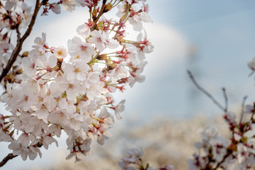 桜の花　東京都多摩市乞田川