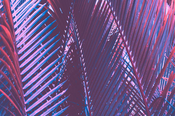 Copy space pink tropical palm tree on sky abstract background. Summer vacation and nature travel adventure concept.