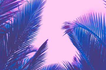 Fototapeta na wymiar Copy space pink tropical palm tree on sky abstract background. Summer vacation and nature travel adventure concept.