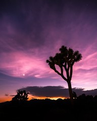 Fototapeta na wymiar Joshua Tree at Sunset