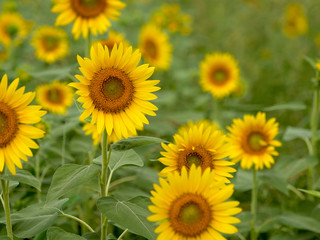 Fototapeta premium ひまわり畑