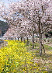 Fototapeta premium The cherry blossoms in the river bank