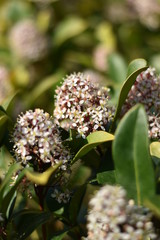 Blühende Skimmie (Skimmia)