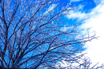Maple tree with crystal icicles hanging from branches. Weather spring calamity in Canada. Ice sprouts in the cold spring. Melting icicle and falling shiny drops over a bright frozen landscape.