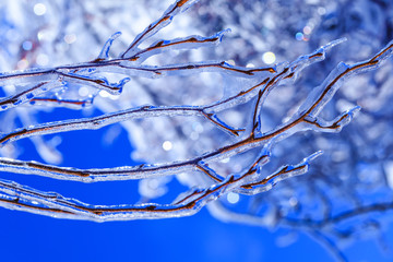 Natural calamity in Canada with frozen buds and icicles hanging from tree branches. Real ice sprouts in the cold Canadian spring. Melting icicle over blue sky background.