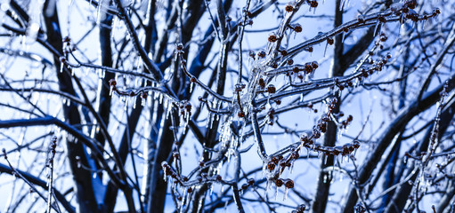 Spring buds with crystal icicles hanging from tree branches. Melting icicle and falling shiny drops over a bright frozen landscape. Canadian weather cataclysms with Ice sprouts in the cold spring.