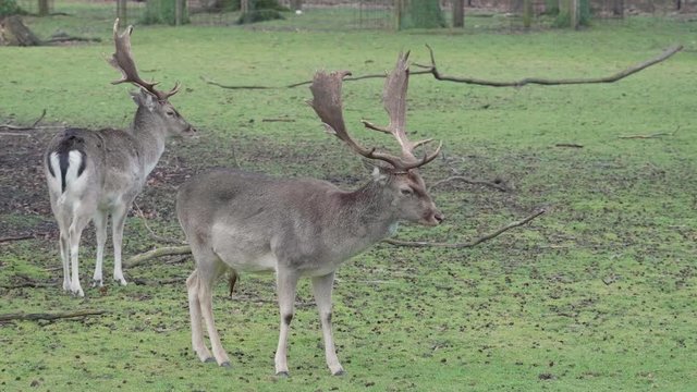Two deer grasing in urban enviroment