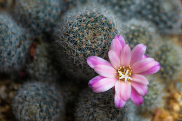 Obraz premium Beautiful pink cactus with sharp spines and white fur.