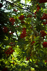 rowan-tree