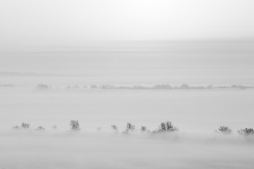 Minimalistic picture of the landscape. Fog spreads over the ground. Beautiful trees in a line. Black and white frame.