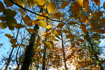 Autumn landscape austria tree leaves sky background.