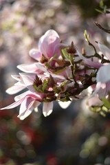 Fototapeta na wymiar Magnolienblüten (Magnolia)