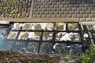 多摩市乞田川の桜並木　東京都多摩市