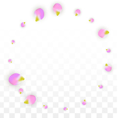 Vector Realistic Pink Petals Falling on Transparent Background.  Spring Romantic Flowers Illustration. Flying Petals. Sakura Spa Design. Blossom Confetti.