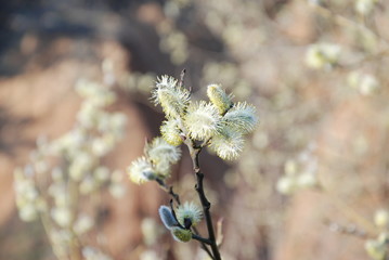 Blooming willow twig on a blurred background. Beautiful twig of flowering willow with bokeh effect.