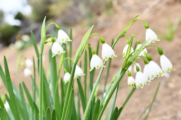 スノードロップ