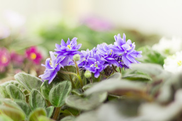 home violet flowers on the windowsill in the sun,selective focus