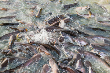 Fish is teeming in the water of the river