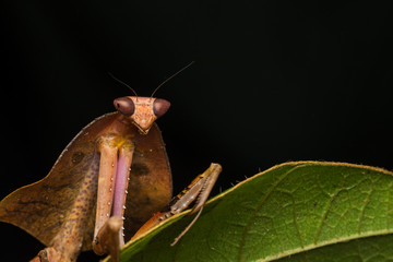 Beautiful close-up of wildlife Dead leaf mantis on green leaves - Deroplatys truncata (selective focus)