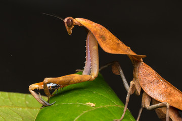 Beautiful close-up of wildlife Dead leaf mantis on green leaves - Deroplatys truncata (selective focus) © alenthien