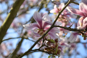 Magnolienblüten (Magnolia)