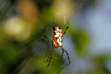 Garden Spider, Argiope aurantia, Coorg, Karnataka, India.