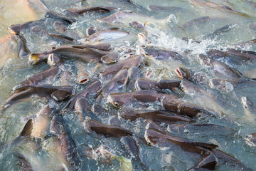 Water Splashing,Fish in the river