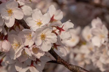 桜の花　東京都多摩市乞田川