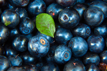 wild blueberries background
