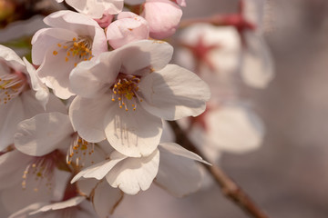 桜の花　東京都多摩市乞田川