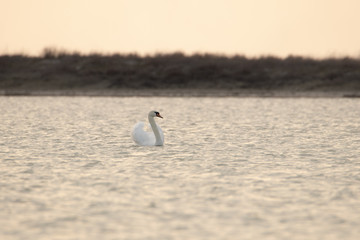 White Swan floating on the water. Beautiful minimalistic shot of a big white bird.