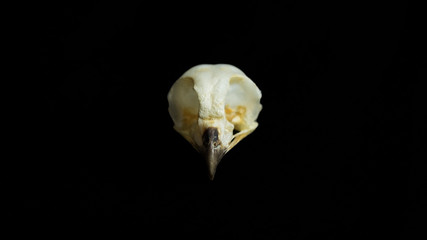 Naklejka premium owl skull taxidermy