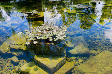 Beautiful pond with stones and plants