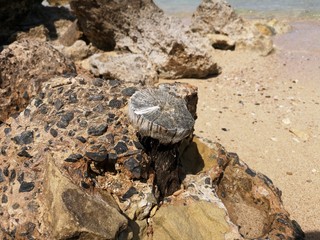 Fossilien, fossile Versteinerungen an Sahara Küste, Korallen, Holz