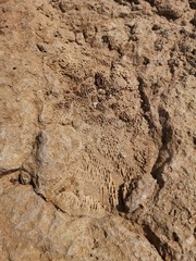 Fossilien, fossile Versteinerungen an Sahara Küste, Korallen, Holz