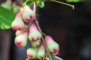 rose apple on the tree green and pink