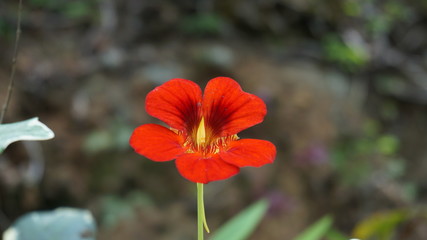 Fototapeta premium beautifull little red flower in blured green background
