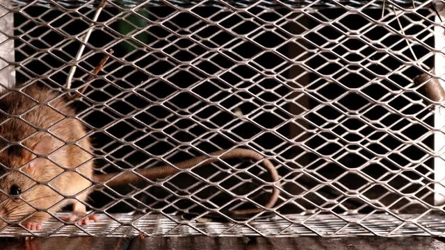 rat traped in mousetrap