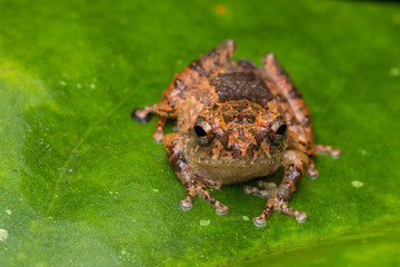 Macro image frog on green leaf in Sabah, Borneo - Philautus Amoenus (Kamboranga Bush frog)