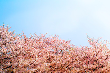 美しく満開に咲き誇る沢山の桜とコピースペースの青い空