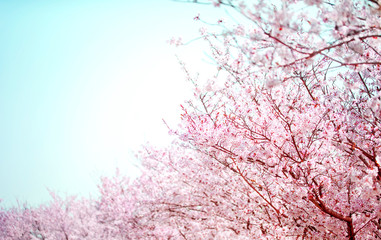 美しく満開に咲き誇る沢山の桜と曲線のコピースペースの青い空