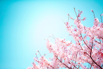 美しく満開に咲き誇る一本の桜とコピースペースの青い空