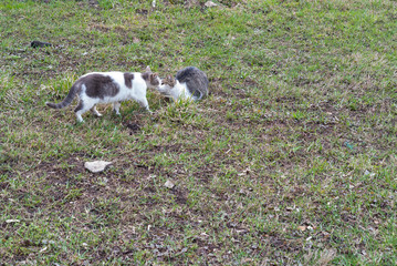 Naklejka na ściany i meble Two cats in love in the park on the grass