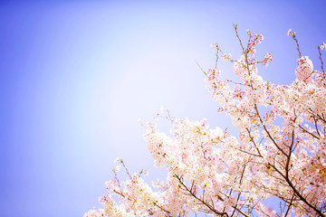 美しく満開に咲き誇る一本の桜とコピースペースの青い空